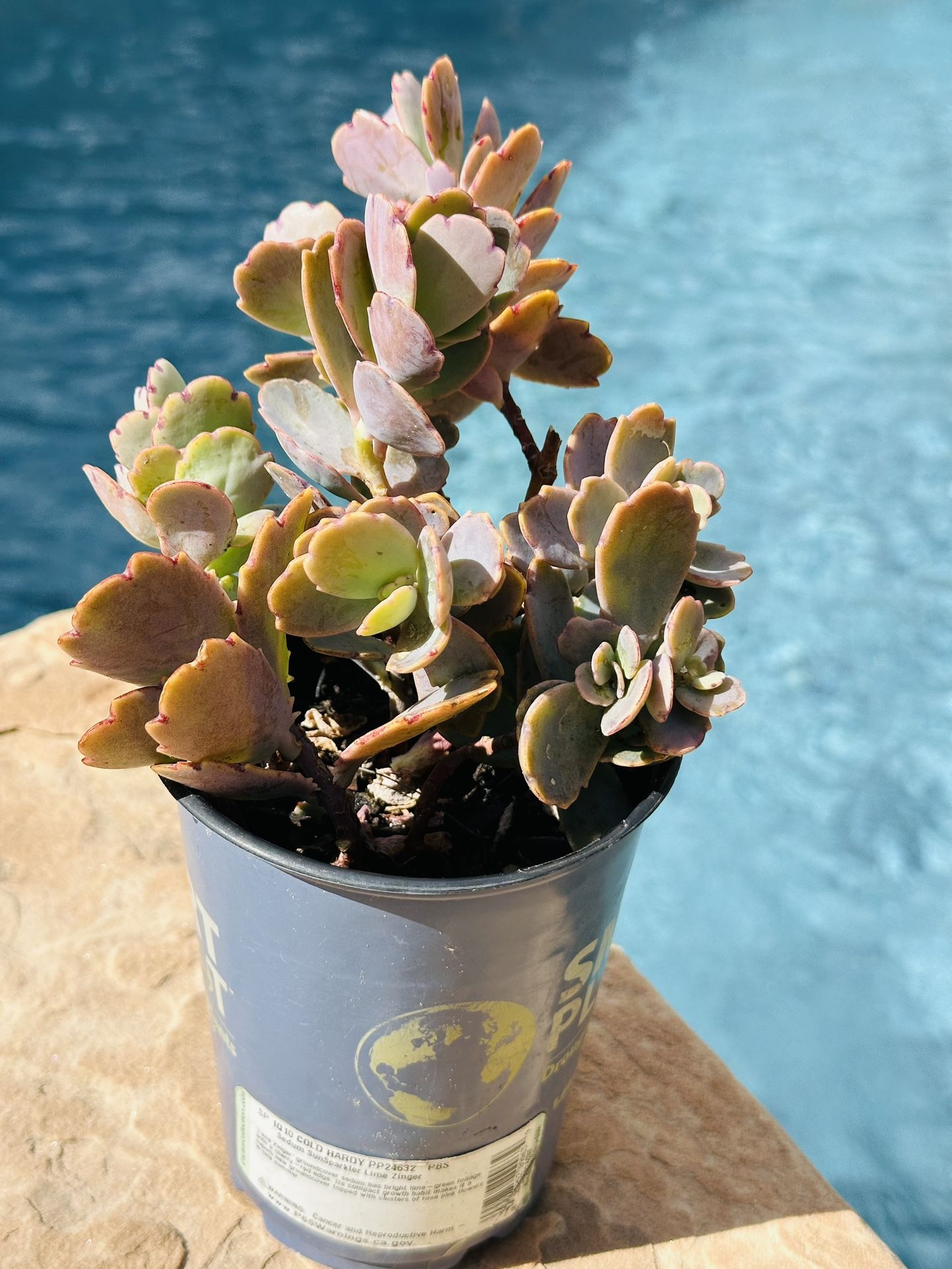 Purple Succulent 