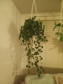 Hanging House Plant