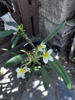 Plumera Plant
