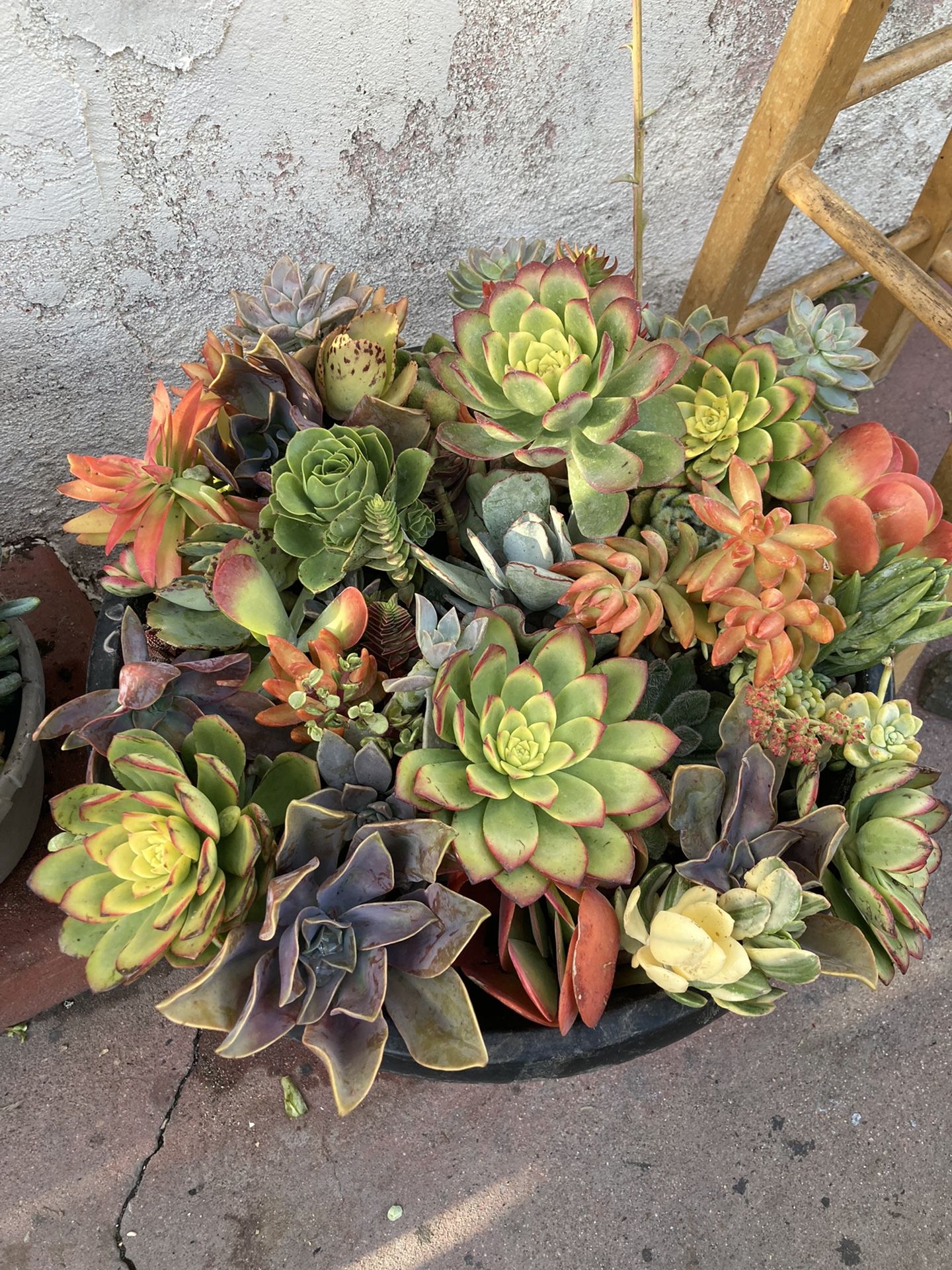 Rare Vivacious Succulent Assortment