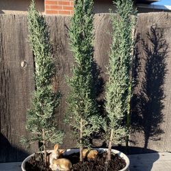 Bonsai Forest style Italian Cyprus, $90
