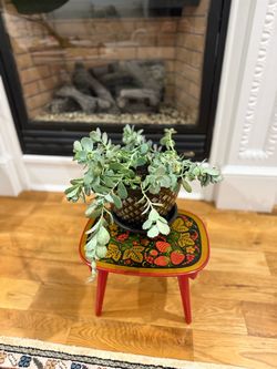 Kalanchoe pumila - favorite Korean Succulent. Alive. Beautiful pot is included.