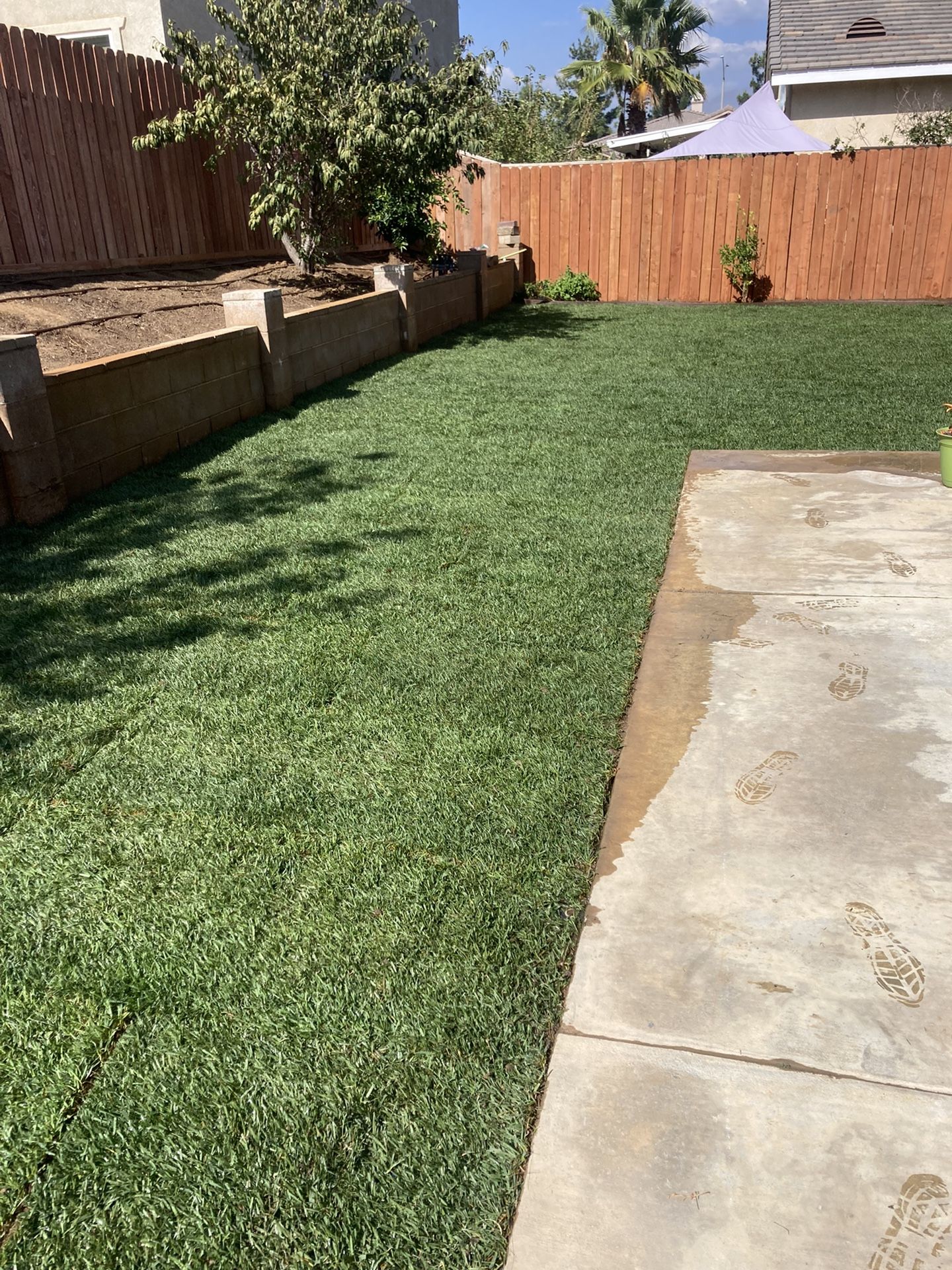 Sod Fescue 