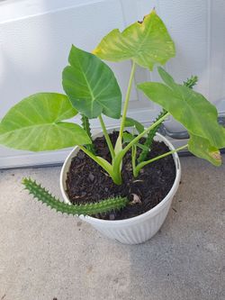 Elephant Ears