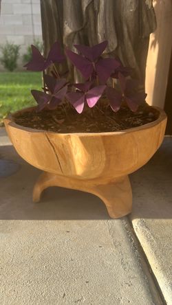 Carved Wooden teak planter with Oxalis plant