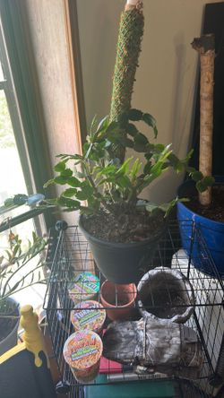 Succulent