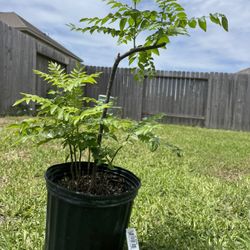 Curry Leaves Large Plant 3 Years Old 