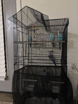 4 Beautiful Parakeets + Large Cage + Toys – Healthy, Active, and Ready for a Loving Home