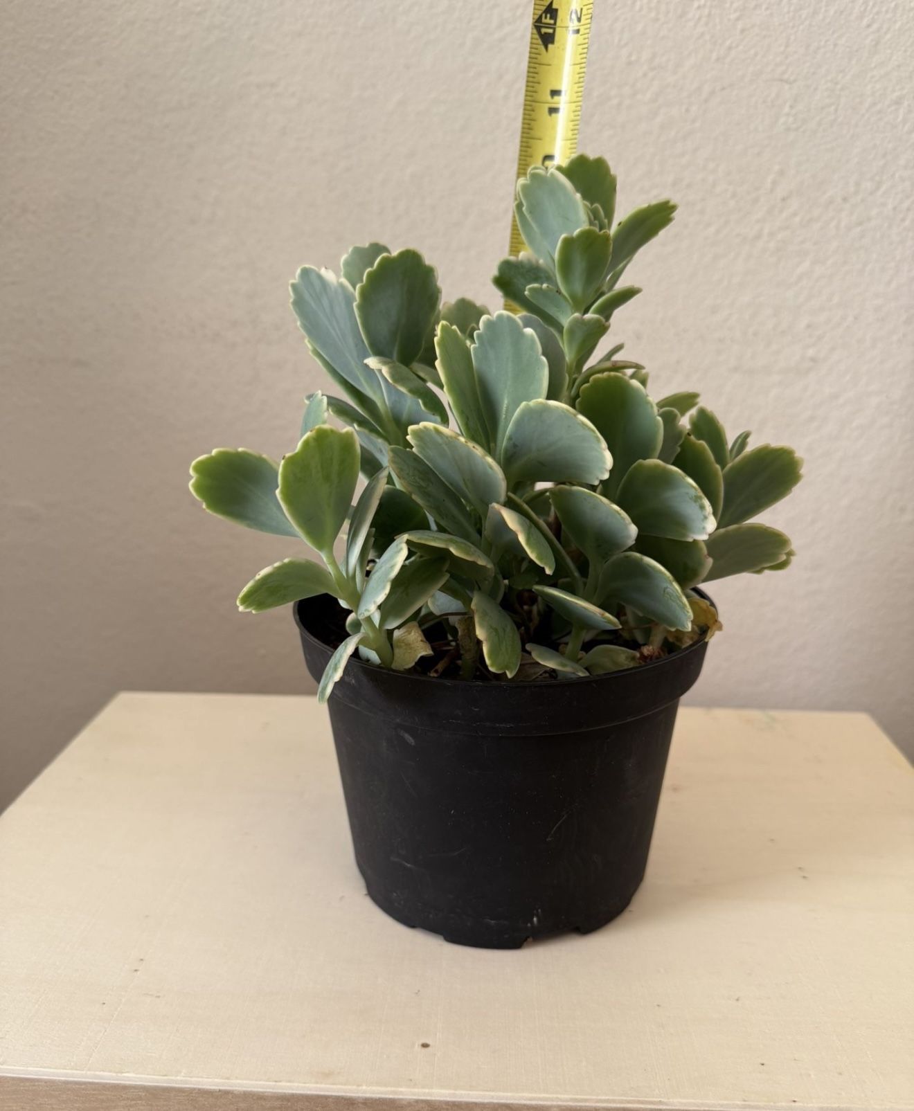 Kalanchoe Fedtschenkoi ( Succulent) $5.00 Cada Uno