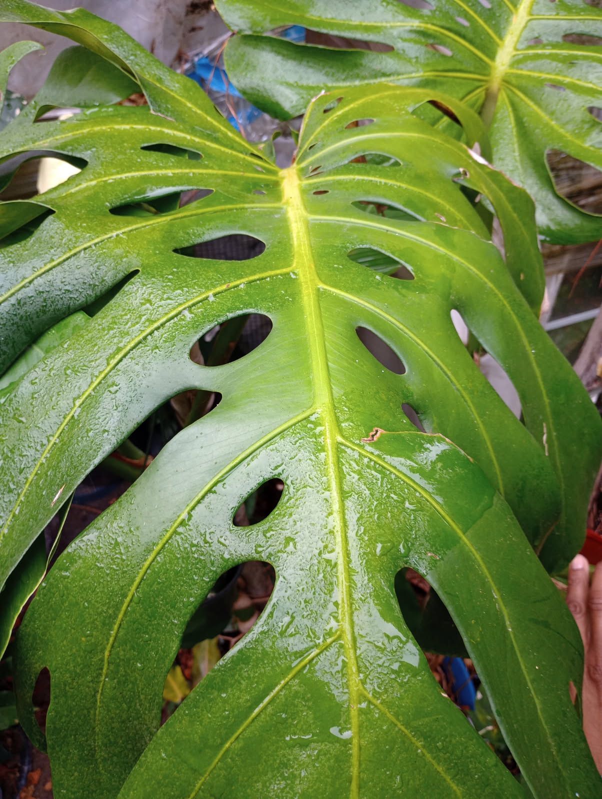 Large Monstera Plant Cutting (pls Read Description Below)