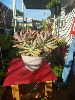 Large Echeveria Succulent in White Pot