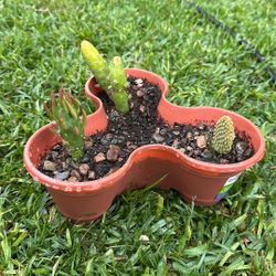 Cactus