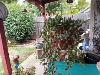 Hanging watermelon