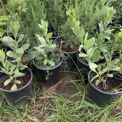 Bay Leaf Plant For Your Seasoning 