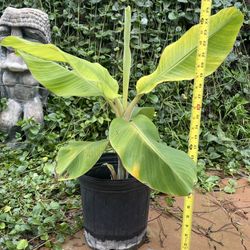 Banana Plant