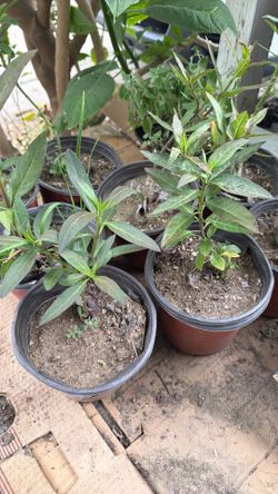 Milkweed Monarch Butterflies Plant