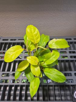 Philodendron Golden Goddess