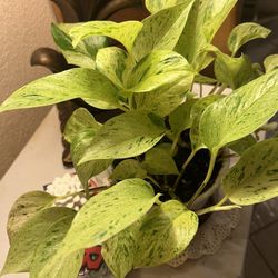 Snow Queen Pothos Indoor