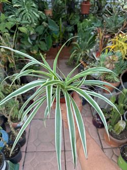 Variegated Spider Plant in Small Pot