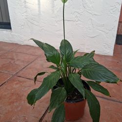 HOME DECORATIVE PLANT 🪴 