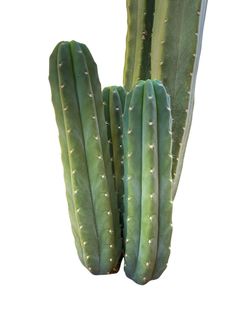 San Pedro Columnar Cactus Cutting