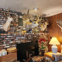 Deer Heads