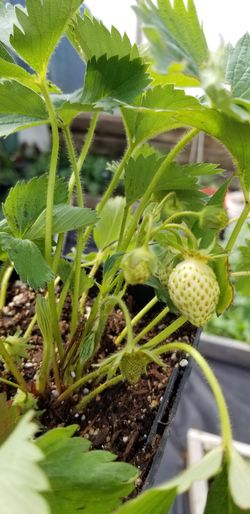 organic strawberry plant