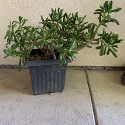 Live Jade Plant
