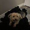 Eookie