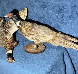 2 Ringneck Rooster Pheasant Taxidermy Standing Mount On Habitat Base