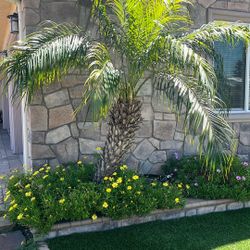 Pygmy Date Palms
