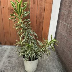 Dracaena Song Of India 6 Plants In The Pot