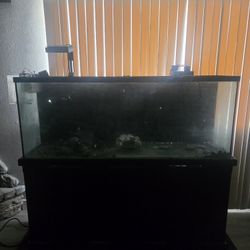 Fish Tank 