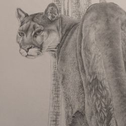 Exquisite signed Print of Big Cat