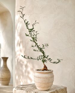 Operculicarya Decaryi/ Elephant Tree (Planter Included) ‘Local LA Seller’