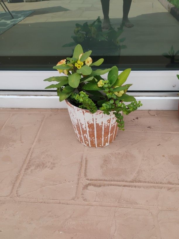 Good Size Succulents In Clay Pot In Margate