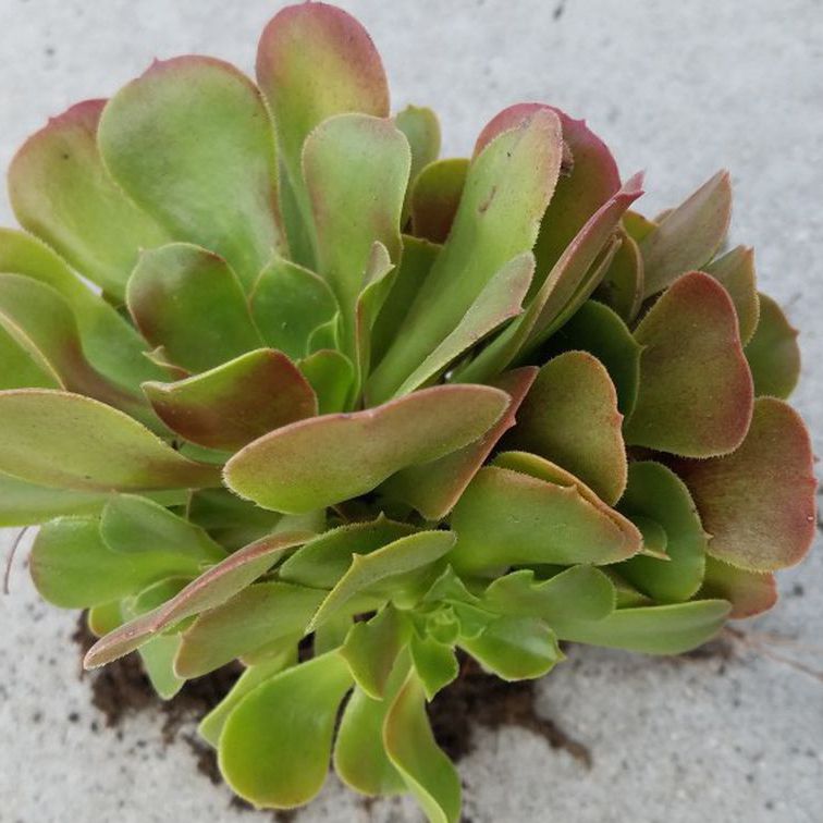 3 Aeonium Succulents Live Plants  W Multiple Rosettes Apx 3"-4" Wide And Roots, Green Indoors Ousitdoors Plant For Your Gardenall