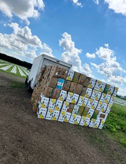 Banana Boxes for sale  / Caja por cantidad