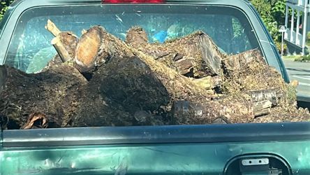 Free firewood