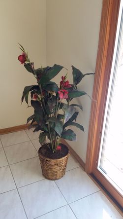 Artifical plant 2. 3.5 feet tall