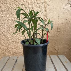 Mexican Purple Petunias 