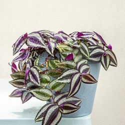 Deep Purple Tradescantia Zebrina Plant/ House Plant/ Indoor Plant Flower Patio Garden