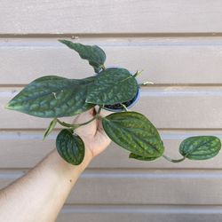 4” monstera peru 