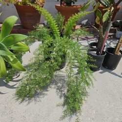 Beautiful Fern With White Flowers In Big Pot