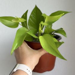Neon Pothos In 6 Inch Pot