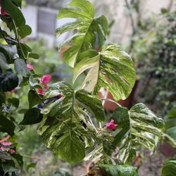 Large Variegated Monstera Deliciosa Albo