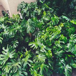 Loads Of $50 4-ft Tall Monsteras