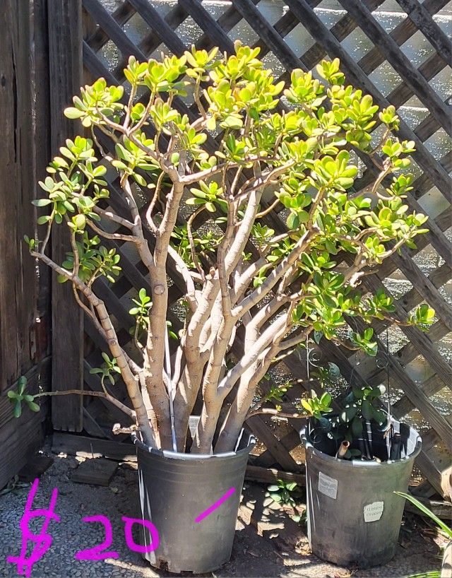Giant Jade $20