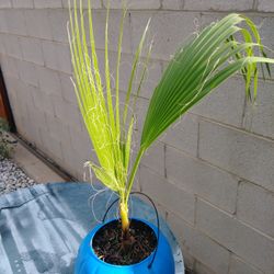20" Palm Tree