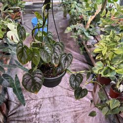 6” Philodendron Brandii 